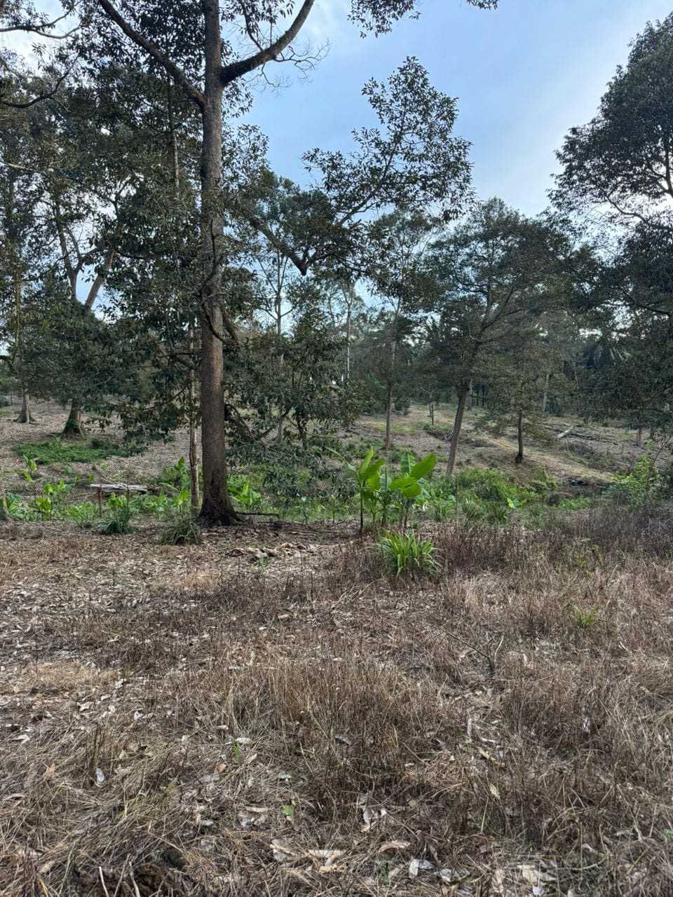 Existing durian trees on agriculture land in Paloh, Kluang